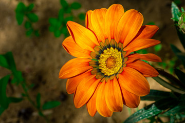 Orange gazania flower isolated on garden background