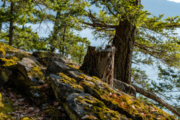 green mosses covered rocky cliff edge with pine trees under blue sky on a sunny day