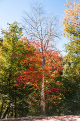 Fototapeta premium autumn leaves