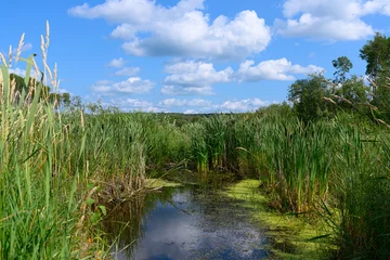 Foto op Plexiglas lush wetland in a forest setting © Michael O'Reilly