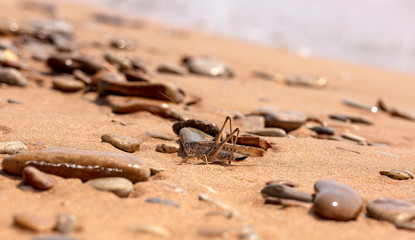 grasshopper, large locust on the seashore