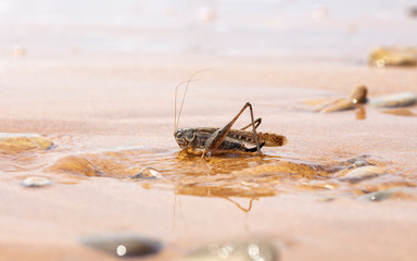 grasshopper, large locust on the seashore