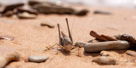 grasshopper, large locust on the seashore