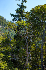 dense arbutus branches with green leaves on top and dense forest in the background in the park