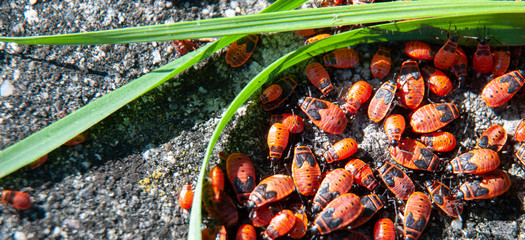colony of red and black fire bugs on a wall