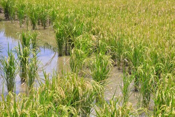 Lush green paddy in rice field,Taiwan.  