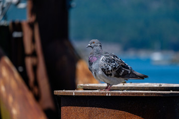 one female pigeon resting on rusted metal pier near the dock  on a sunny day