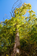 Fototapeta premium autumn leaves