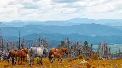 Gray and brown horses running free in meadow with forest with high mountain, river and sky backdrop. horse in the wild. freedom concept