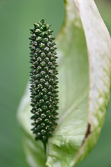 Pistil big and white petal.