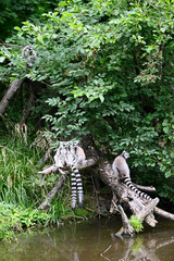 Lemurs on a branch by the lake.