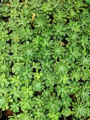 green leaves background