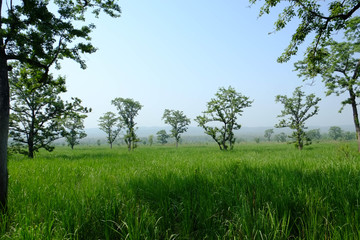 ネパールのチトワン国立公園