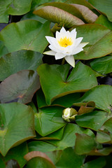 White water lily flower and green leaves.