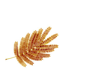 Obraz premium Golden leaf of chinese mimosa tree on white background. Isolated.