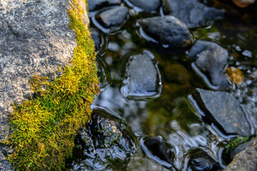 green moss on a stone in stream