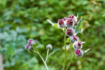 burdock flowers in the mountains