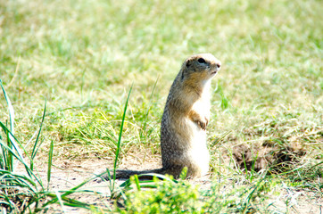 Naklejka na ściany i meble gopher sits in the grass and watches the life of people