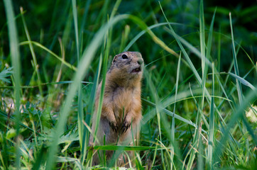 gopher sits in the grass and watches the life of people