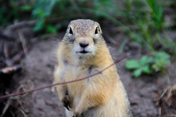 gopher sits in the grass and watches the life of people