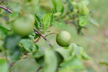 Fresh green lemon over the tree.