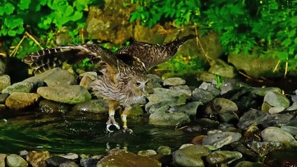 シマフクロウの狩りの様子＠知床、北海道