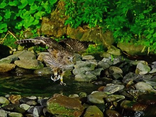 シマフクロウの狩りの様子＠知床、北海道