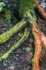 tree roods on wood chips filled ground in the park painted with green and orange paint