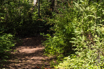 hidden path inside forest covered with green bushes on both side on  a sunny day