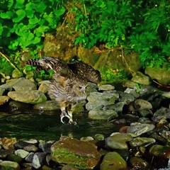 シマフクロウの狩りの様子＠知床、北海道