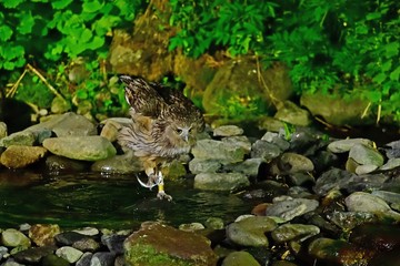 シマフクロウの狩りの様子＠知床、北海道