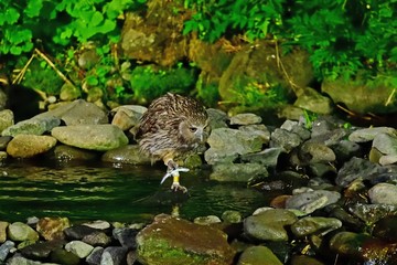 シマフクロウの狩りの様子＠知床、北海道