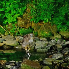 シマフクロウの狩りの様子＠知床、北海道