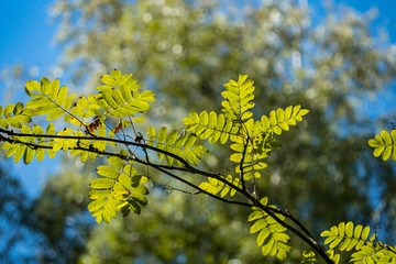 beautiful dense green leaves on the branch back lit by the afternoon sun in the forest 
