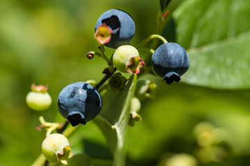 couple green and purple wild blueberries grown on the tip of the branch under the sun in the park