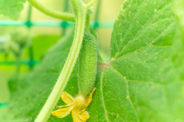 Obraz premium small cucumbers gherkins close up