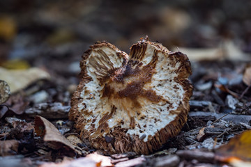 one dried brown mushroom laying on wood chips filled ground in the park