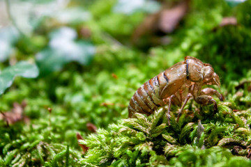 Shell of the adult larva (nymph) of the Cryptotympana atrata Fabricius cicada after hatching in the forest. Side view, close-up