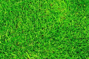 texture background of green lawn grass