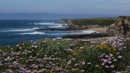 Wildflowers along the California coast