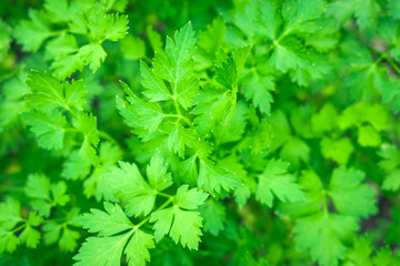 Fototapeta na wymiar parsley fresh greens spice background texture