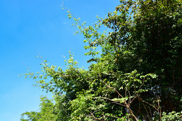 Obraz premium Under the tree