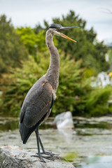 one great blue heron resting on top of the rock in the pond with its beak wide open in the park