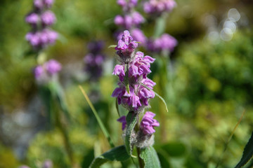 Obraz premium Purple wild flowers among green grass. Selective focus.