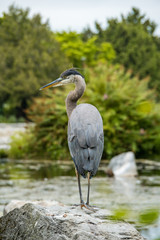 one great blue heron standing on the rock in the pond taking a rest on a cloudy day in the park