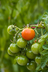 bunch of red and green cherry tomatoes hanging on the vein in the garden under the shade with blurry green background