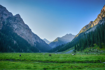 Beautiful landscape forest with rocks, fir trees and blue sky in mountains of Kyrgyzstan. Peaceful...