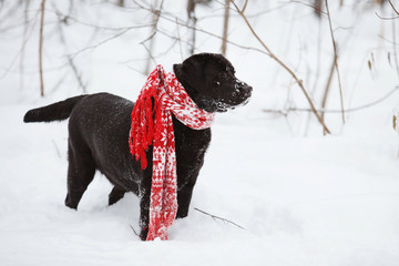 Funny black labrador retriever in a snowy forest in winter.