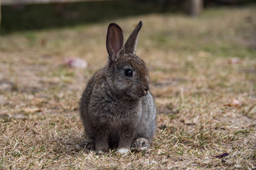 portrait of a cute grey bunny sitting on brown dry grasses