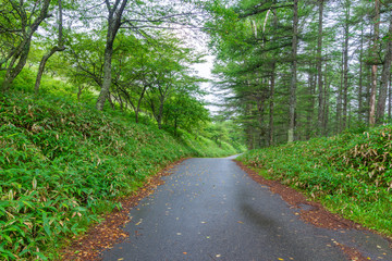 Fototapeta premium 鉢伏山の道